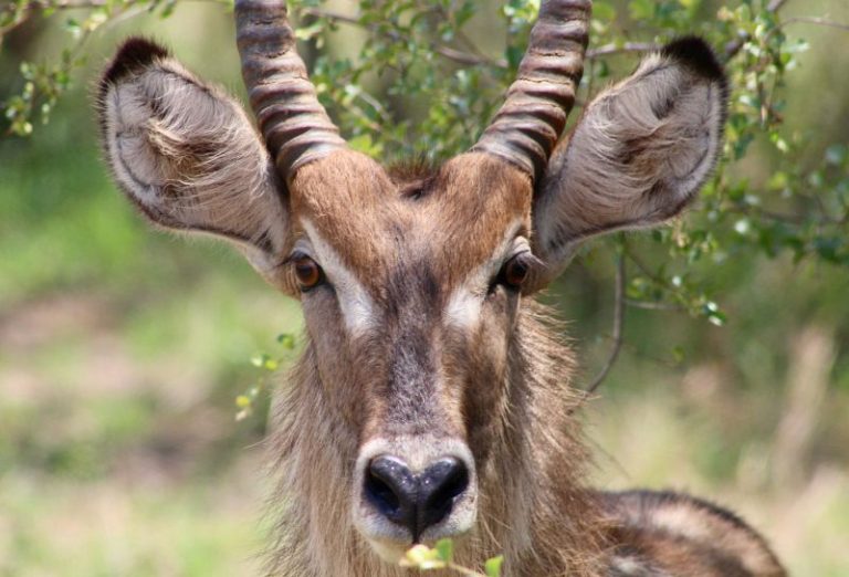 Waterbuck in Sentlhane Gabarone Botswana on the Sentlhane Wildlife Reserve.