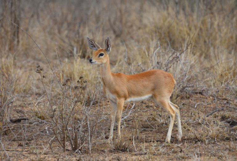 Wildlife in Sentlhane Gabarone Botswana on the Sentlhane Wildlife Reserve.