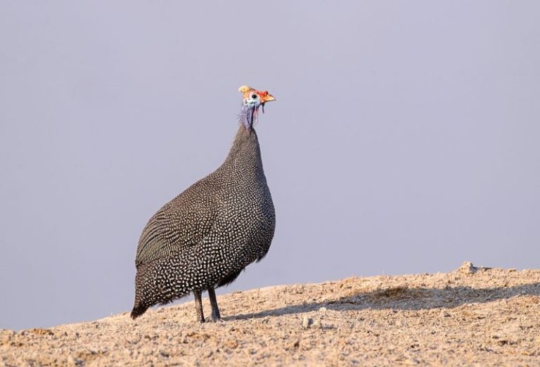 Guinnea Fown in Sentlhane Gabarone Botswana on the Sentlhane Wildlife Reserve.