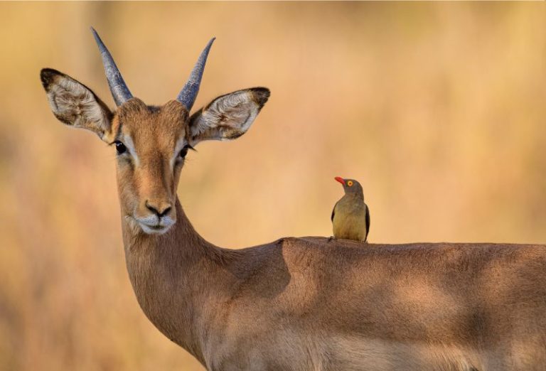 Impala in Sentlhane Gabarone Botswana on the Sentlhane Wildlife Reserve.