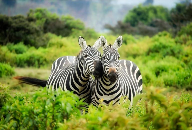 Zebra in Sentlhane Gabarone Botswana on the Sentlhane Wildlife Reserve.