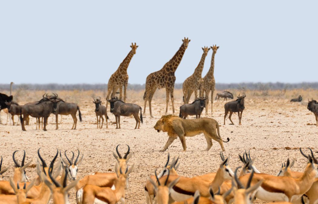 Wildlife in the Botswana desert. Lions, giraffes, impala, & wildebeest.