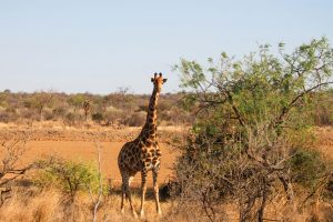 Botswana Nature