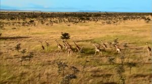 Botswana nature